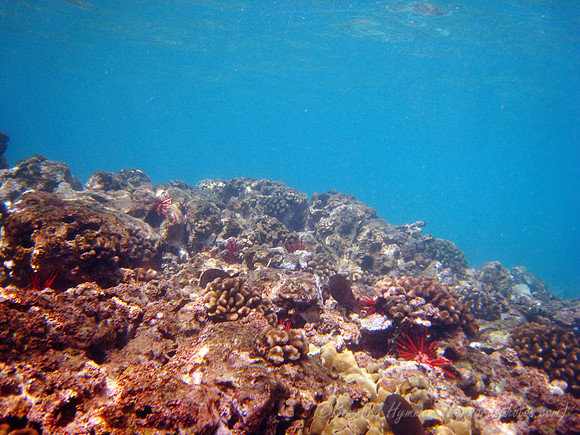 SD800_58720