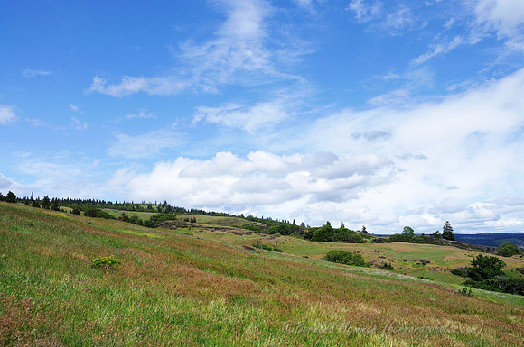 D300_96301