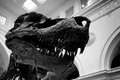 D300_64144