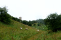D300_99385