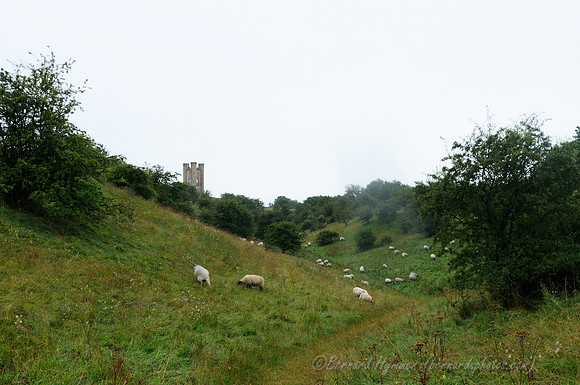 D300_99385