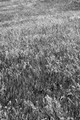 D300_96293