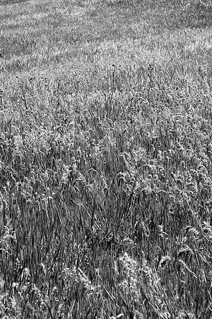 D300_96293