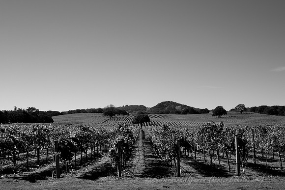 Welcome to the Alexander Valley #5