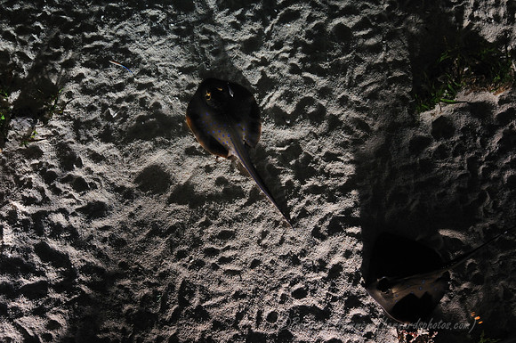 D300_64708