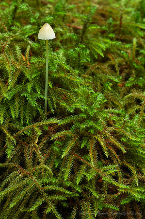 Fairy_Mushroom-(D70_12403)