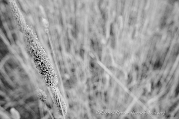 D300_56619