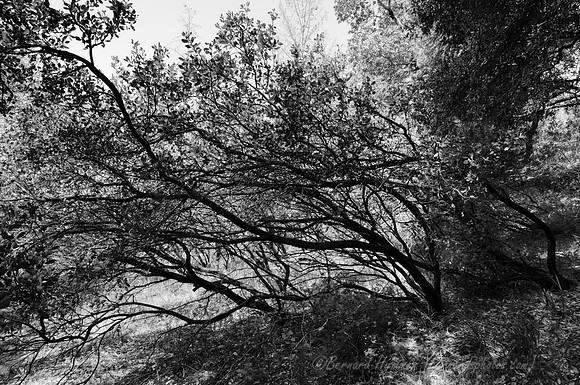 D300_32042
