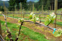 "Our" Vineyard