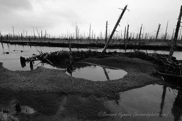 D70_14686_b&w