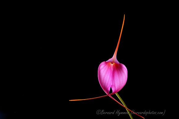 D300_40325