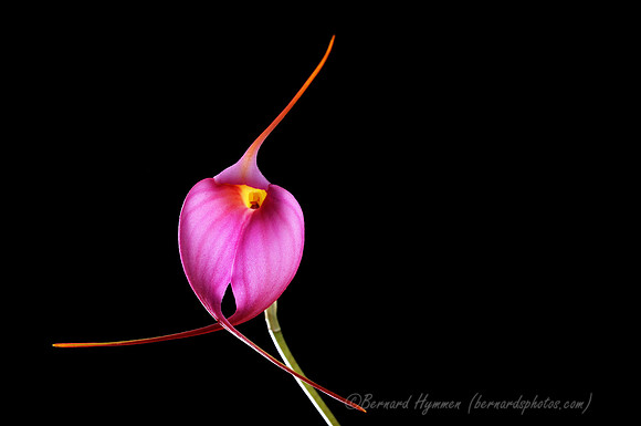 D300_40327