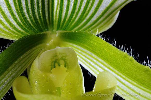 D300_40283