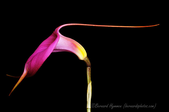 D300_40349