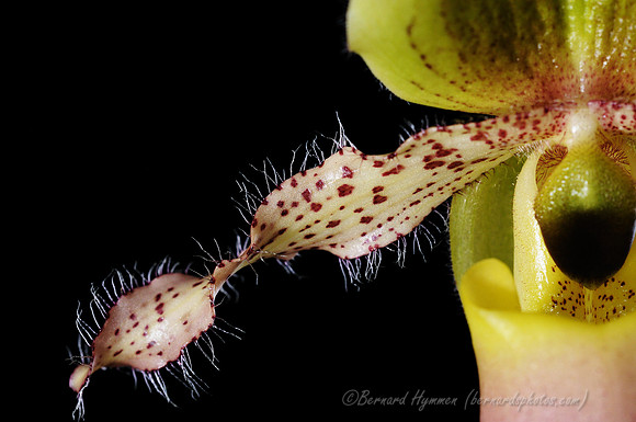 D300_40368