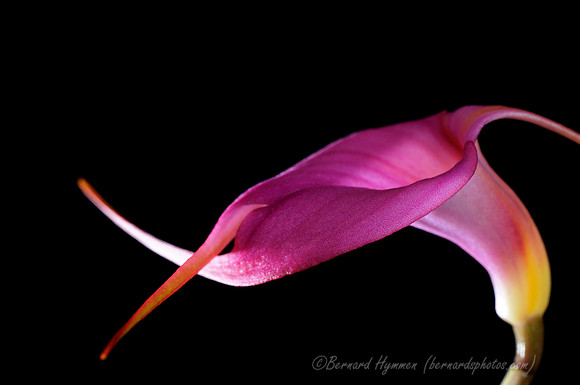 D300_40344