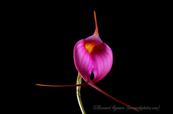 D300_40326