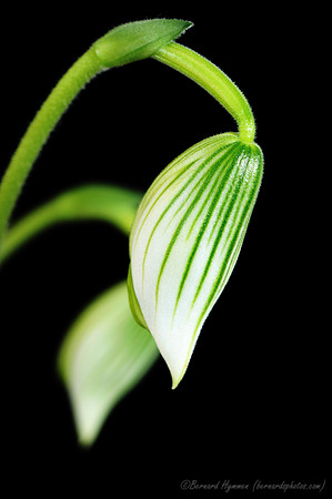 D300_40304