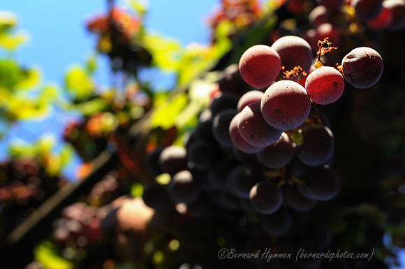 D300_56504