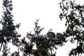 Z6_176504