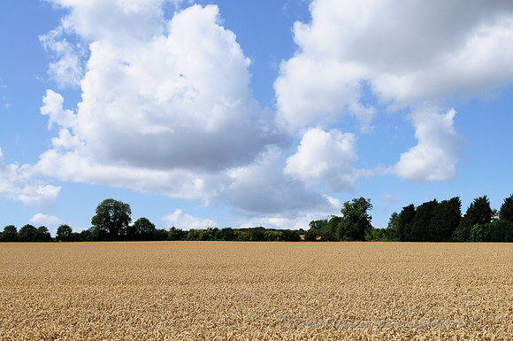 D300_99659