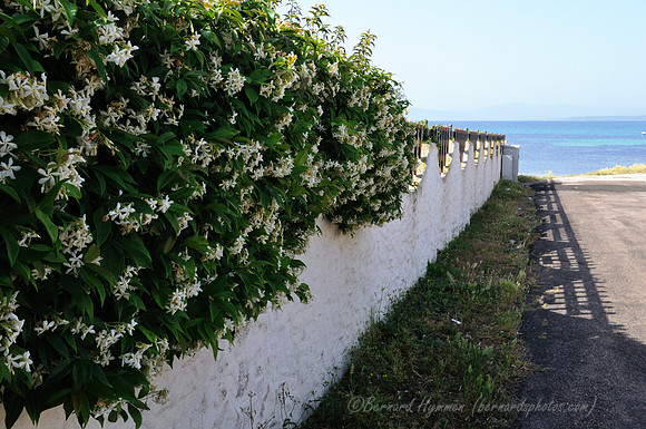 D300_46643.jpg