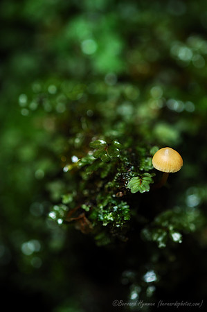 Mushrooms3-(D70_12366)