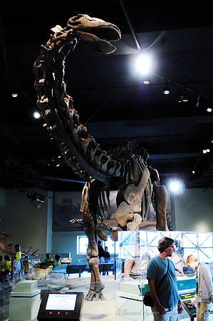 D300_64191