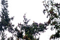 Z6_176505