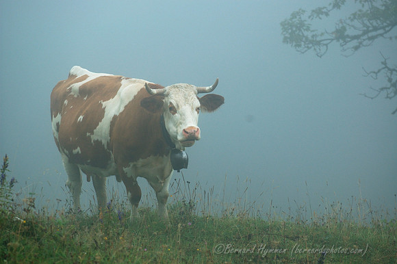 D70_18373