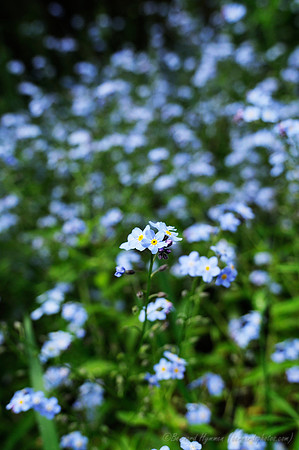 D300_96012