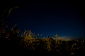 Z6_176577