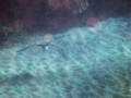 SD800_58583