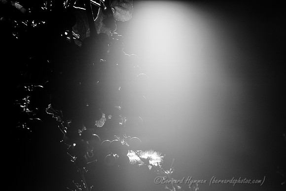 D300_56515
