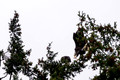 Z6_176489