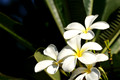 D300_57875