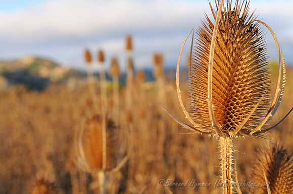 D300_56659