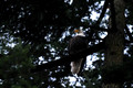 D300_68417
