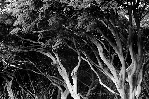D300_57871