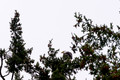 Z6_176485