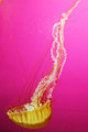 D300_64617