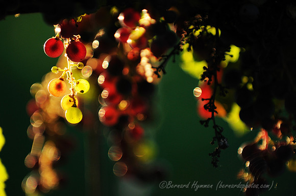 D300_56524
