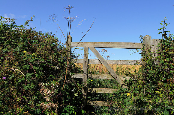 D300_99635