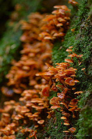 D70_12336