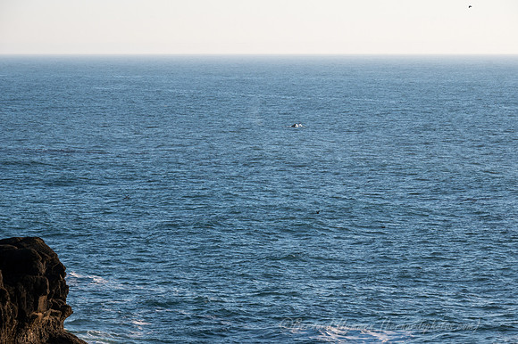 Z6_176363
