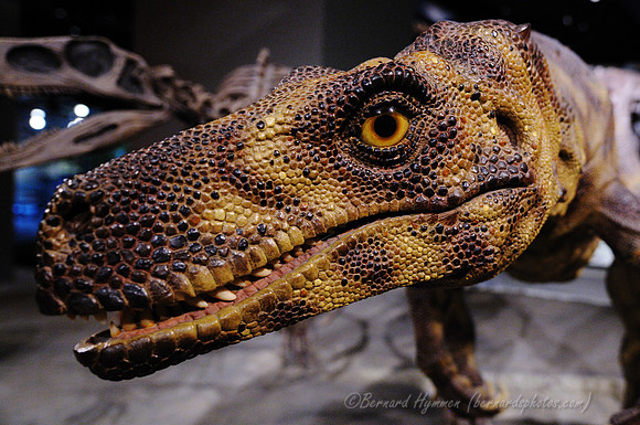 D300_64181
