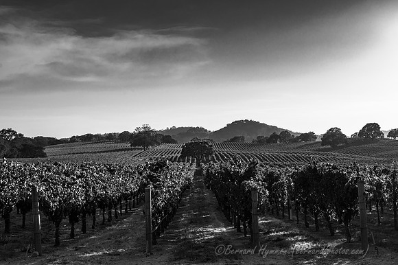 Welcome to the Alexander Valley #12