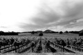 Welcome to the Alexander Valley #2