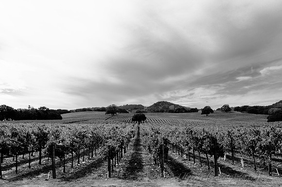 Welcome to the Alexander Valley #2