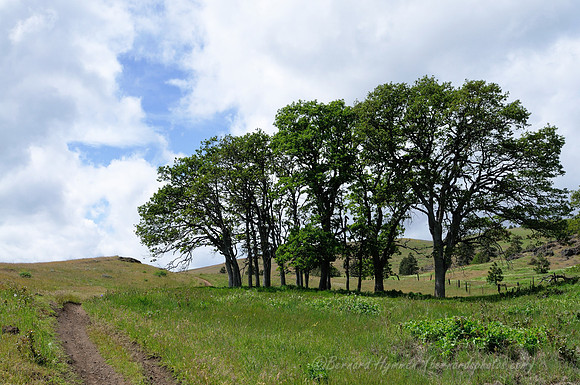 D300_96275
